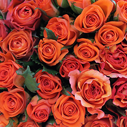 Assorted Orange Roses - Thumb